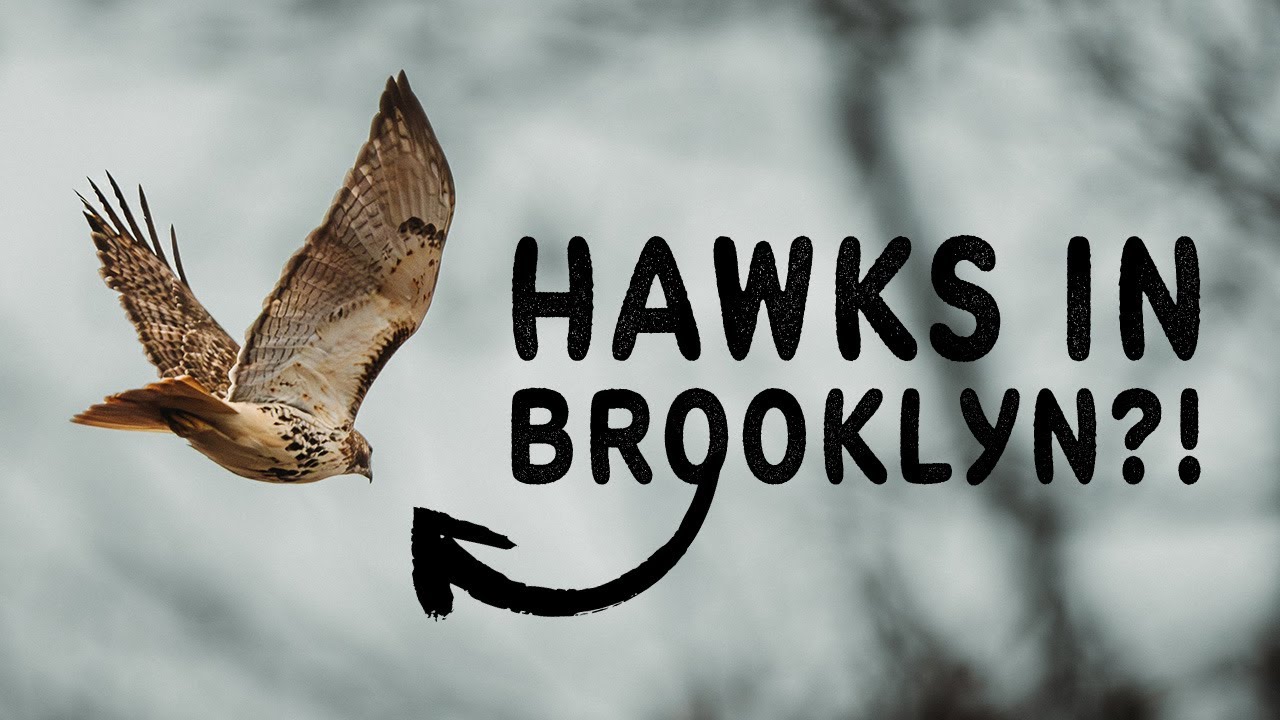 Photographing Hawks in McCarren Park, Brooklyn