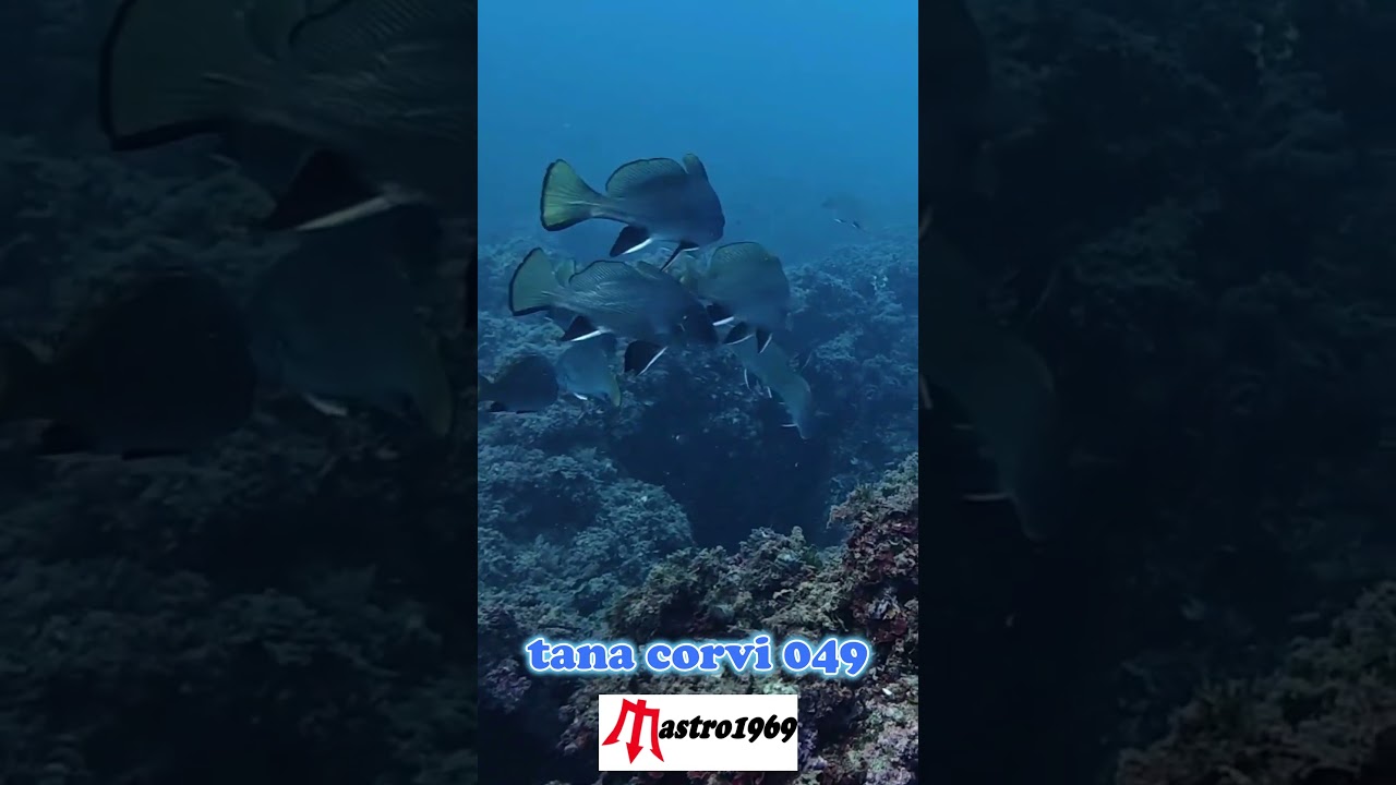 #tana corvi 049
