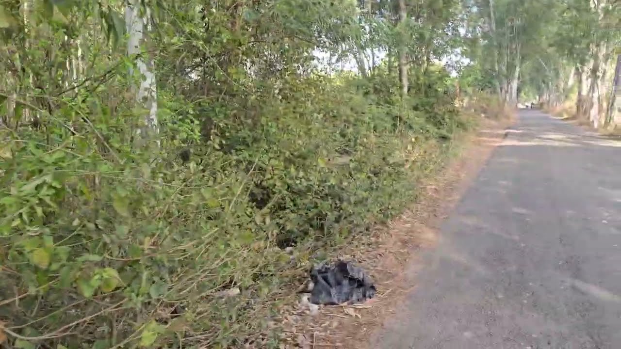 19.5  acre land fir sale  with safedda near city hoshiarpur    tubewell conne 9316167007,8284905110