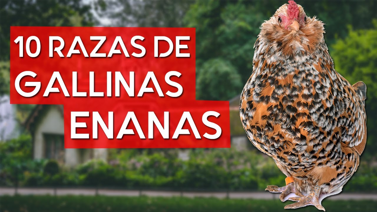 Las 10 razas de gallinas m&aacute;s peque&ntilde;as del mundo 🐓