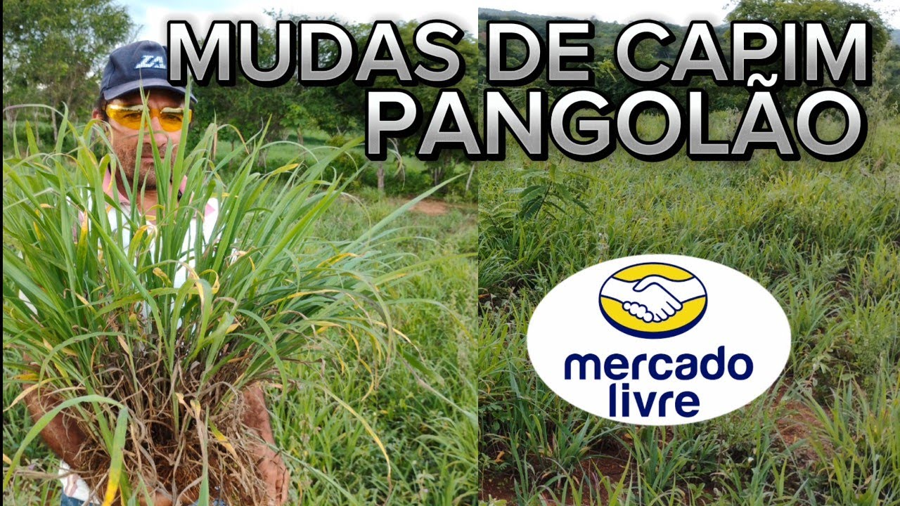 Mudas de Capim Pangolão e Pangolinha Enviamos para todo o Brasil! O único Capim Quê Registe a Seca!