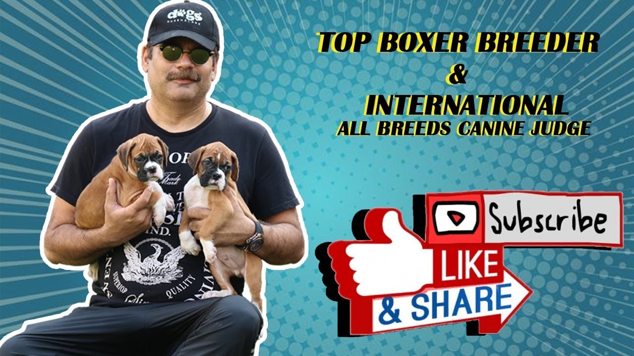Top Boxer Breeder in India | International All Breeds Canine Judge