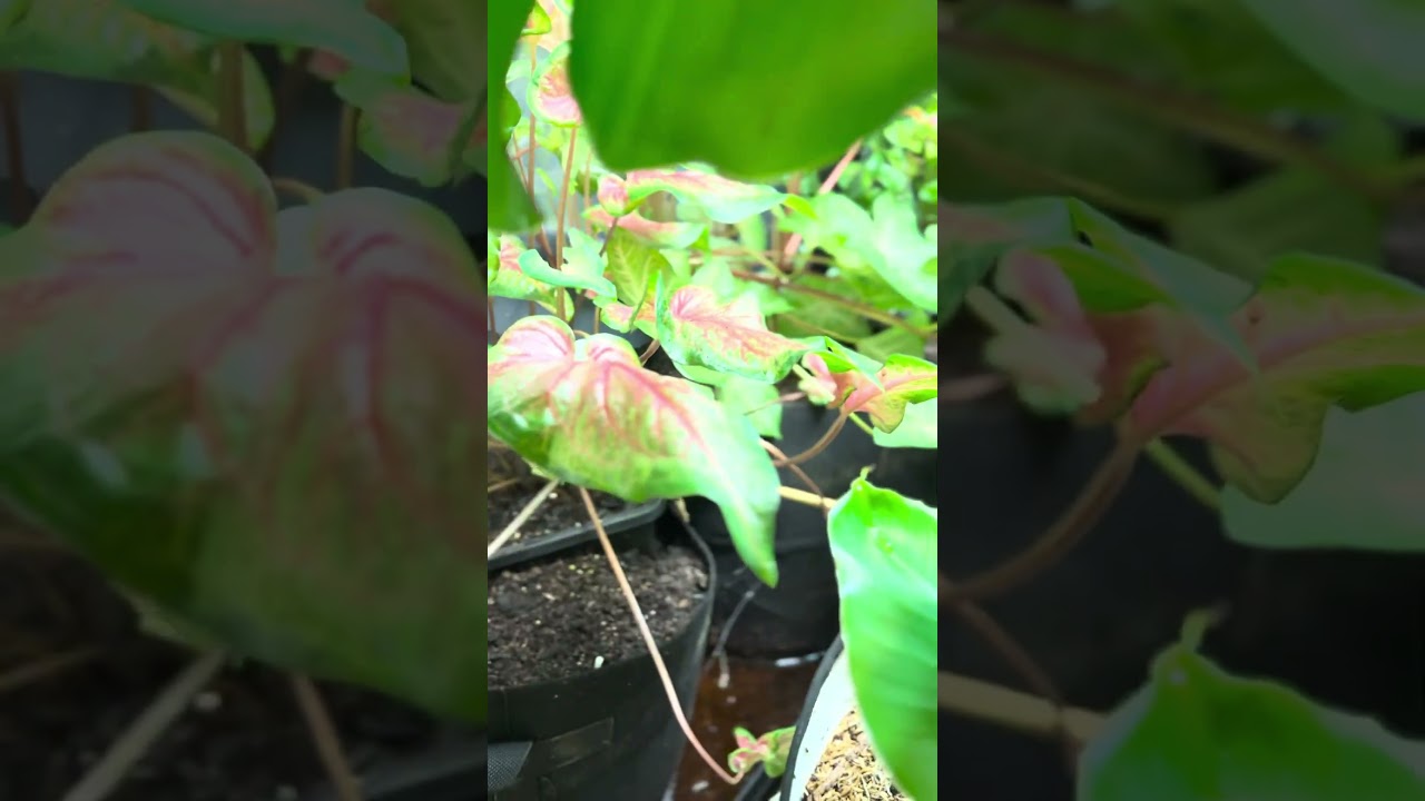 Too Pretty to Be Real: Caladium in Our Indoor Jungle