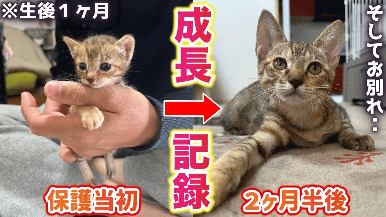 祠の棚の中に捨てられていた231gしかない子猫が幸せを掴むまでの記録【成長記録】
