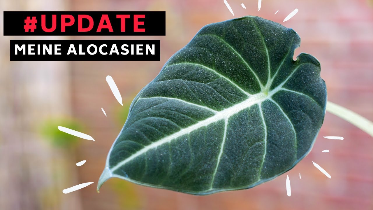 #Pflanzenupdate - Meine Alocasien (Erfahrungsbericht, Düngerempfehlung, Umgang mit Blüten)