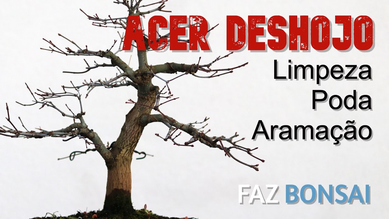 Acer Deshojo - Limpeza, Poda e Aramação