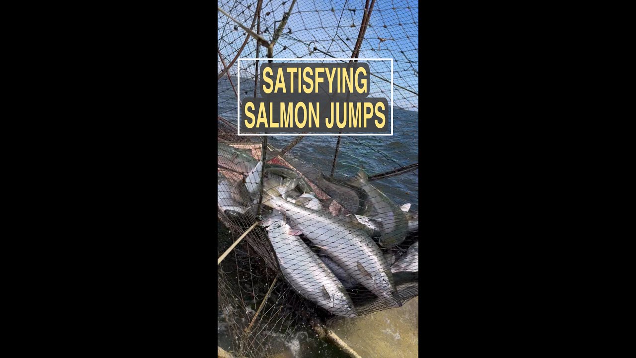 LIVE: SATISFYING SALMON JUMPS // ASMR SALMON JUMPS // JUMPING SOUNDS FOR RELAXING // SOOTHING SOUNDS