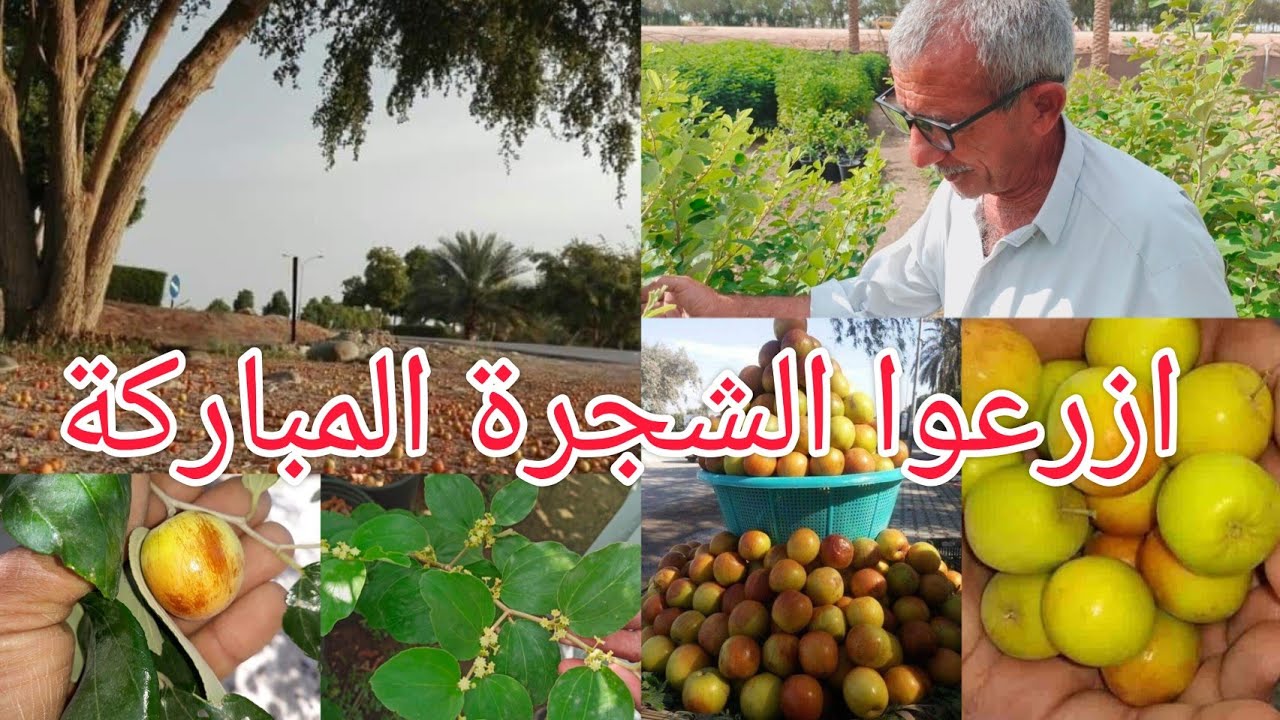 السدر Frangula alnus ثمارها النبق شجرة مباركة ازرعوها للظل والثمر وجاذبة للنحل 🐝 تزهر مرتين بالسنة