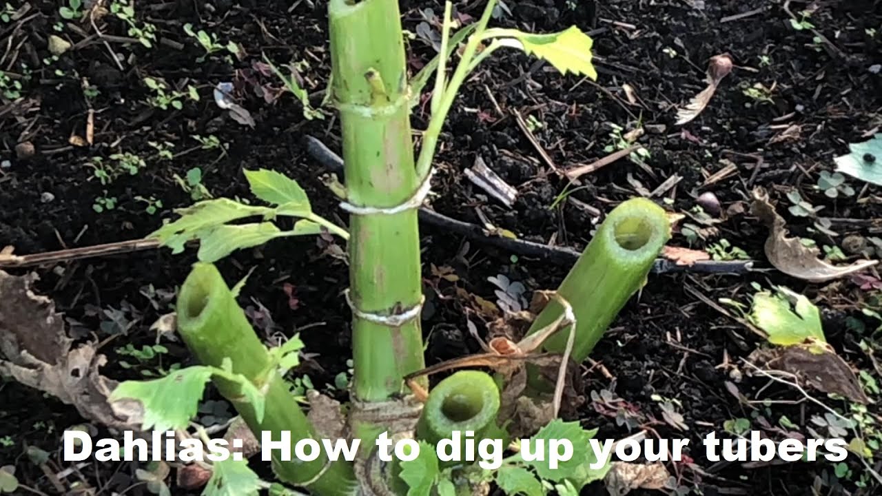 Dahlias How to dig up your tubers
