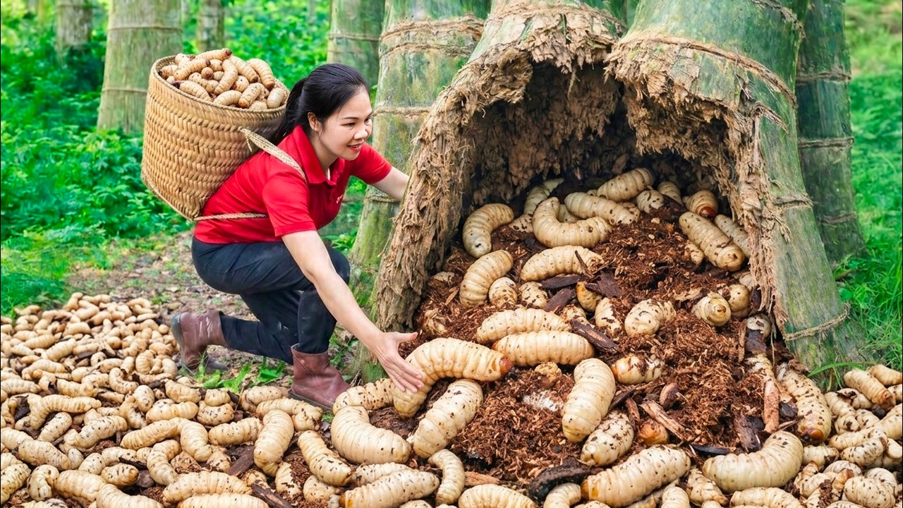 Harvesting 1000+ Giant Coconut Beetle & Go to Market Sell | 150 days living off the grid