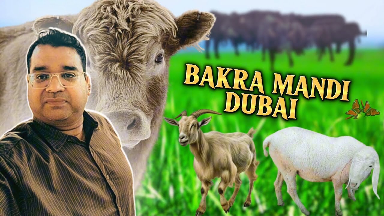 Dubai [4k] Cattle Market Al Qusais