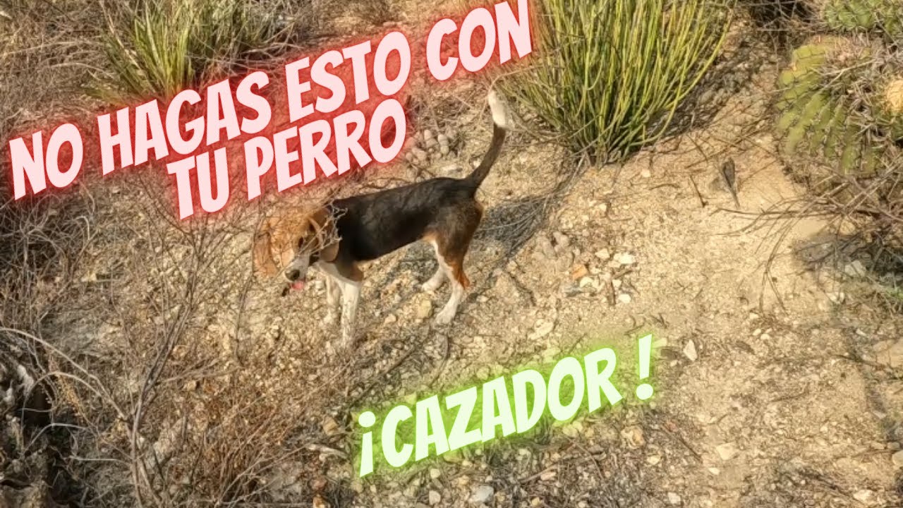 COMO ENSEÑAR A CAZAR A UN PERRO