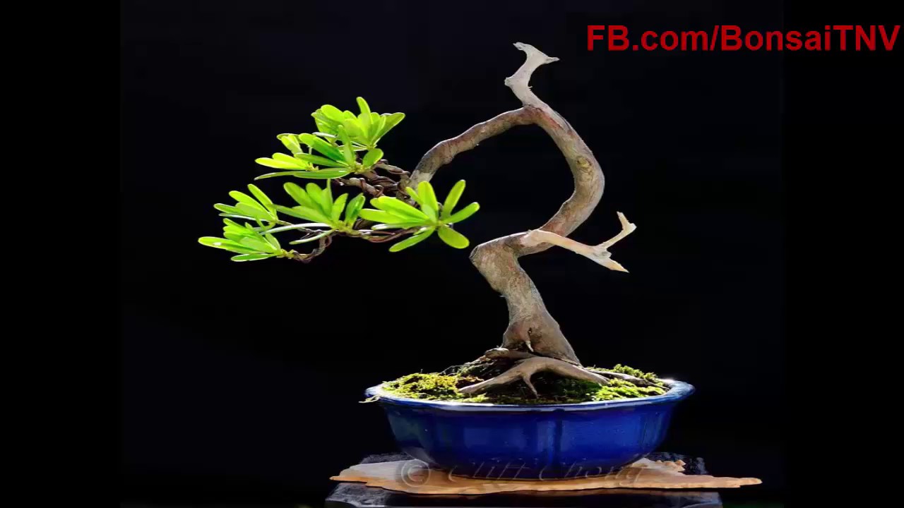 Collection of small bonsai art work is also very artistic