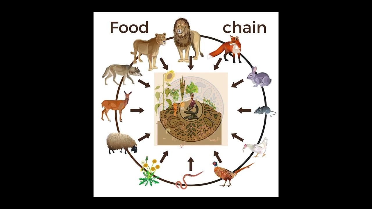 Comparison of Dirt and Soil