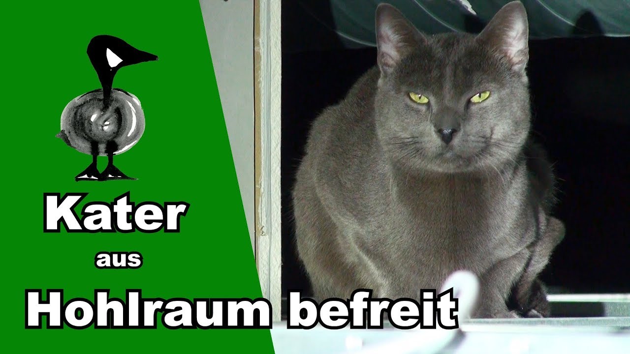 Niemand vermisst diesen Kater - Tiernotruf #176