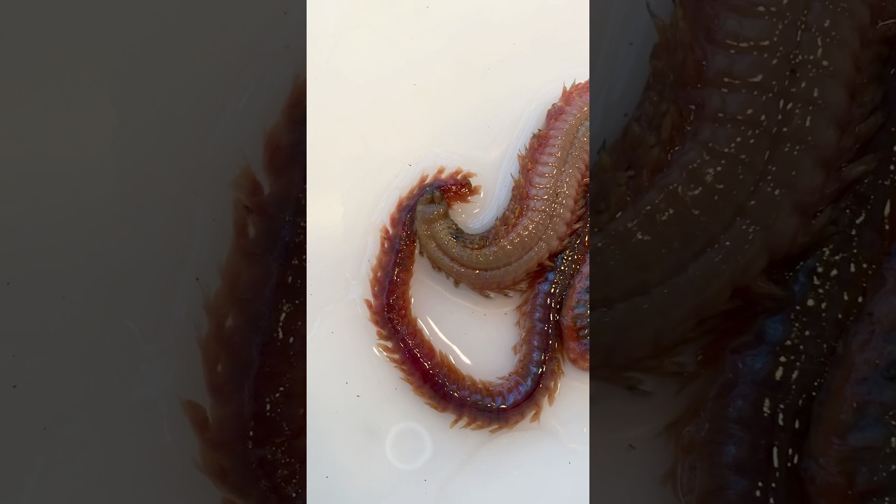 I was just collecting Milky Ribbon Worms and got this Sandworm - Neveis virens as bycatch! #sealife