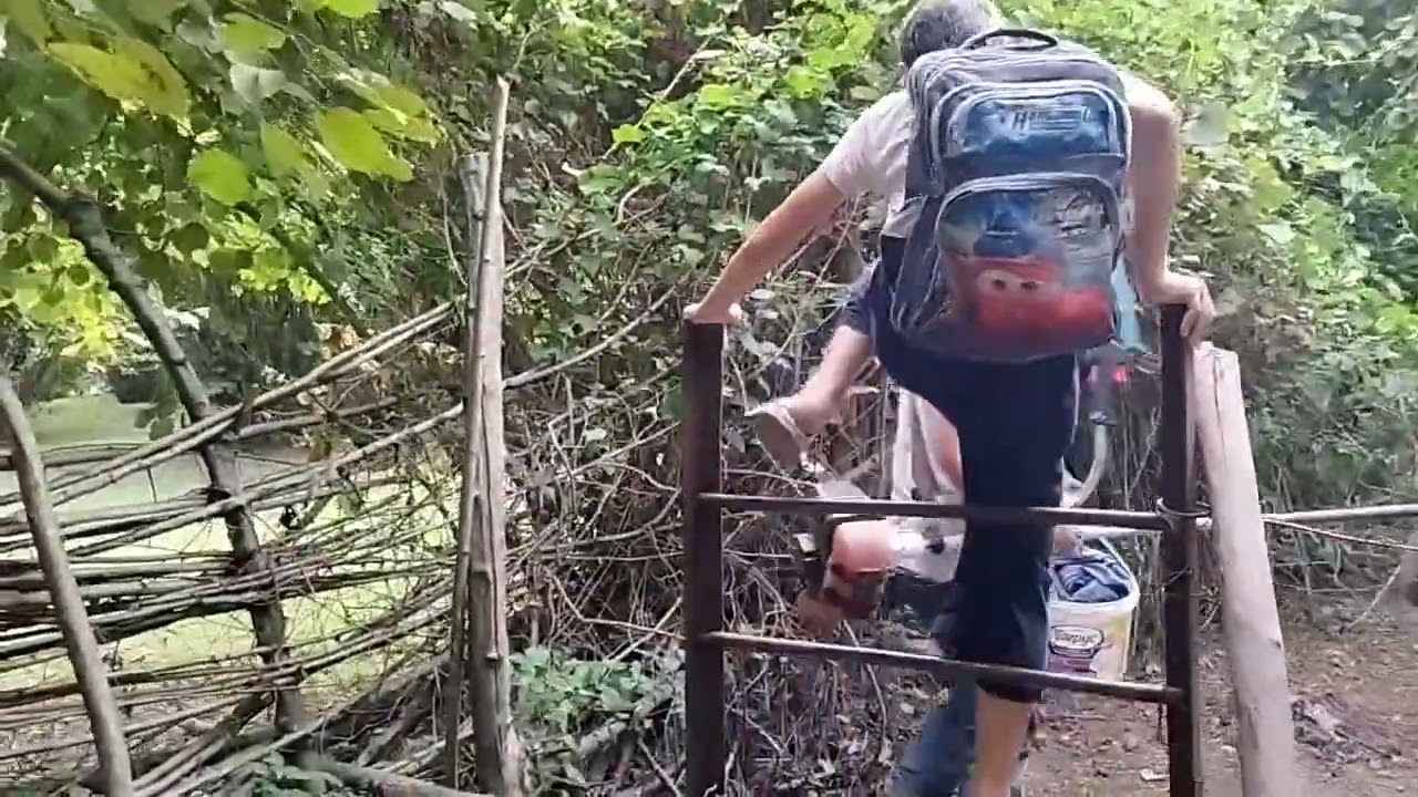 Fındıq bağının təmizlənməsi 