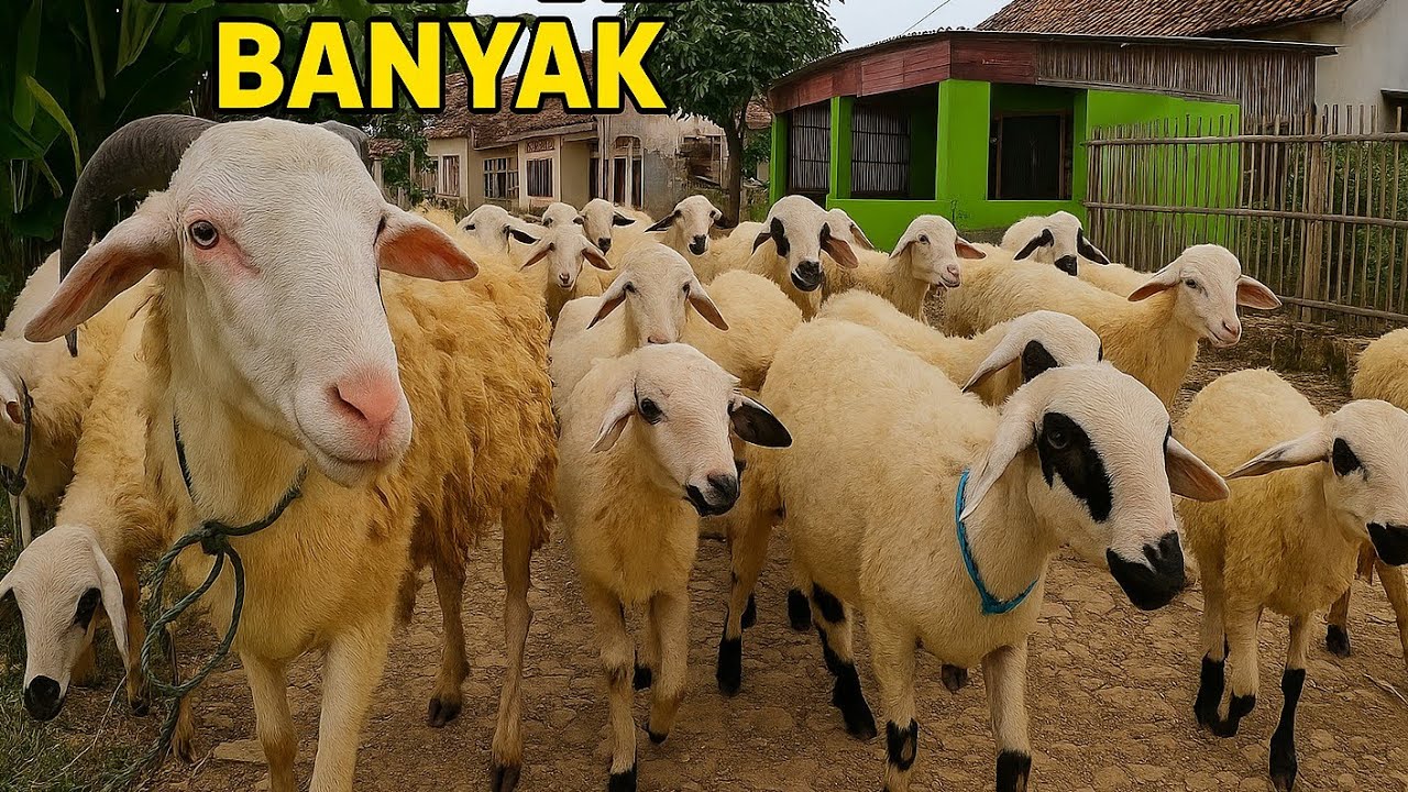 CACA MARICA Happy Gdzie jest m&oacute;j mały koziołek - Hej hej caca maricca