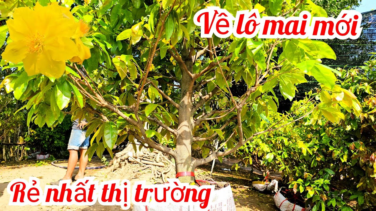Em Tiền 📲 0385038527 rẻ nhất thị trường mai giảoThủ Đức 22/2 mùng 6 Tết (Mai vàng Quê dừa)