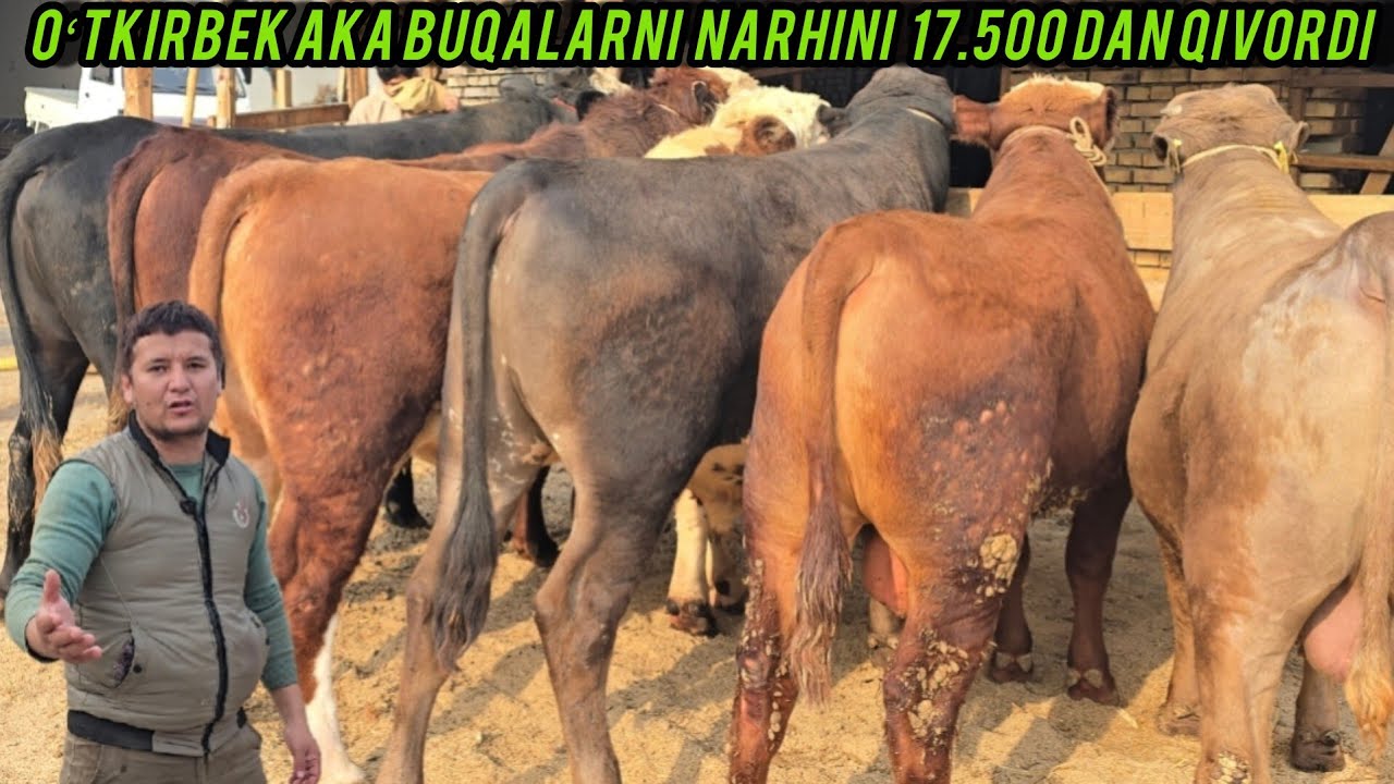 OʻTKIRBEK AKAMIZDAN BUQALARNI ZOʻRLARI NARHLARI JUDA ARZON ✅️ 