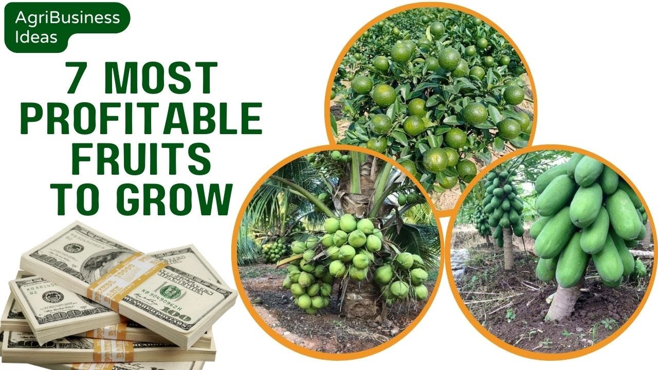 7 Most Profitable Fruit Farming Business Ideas for Small Farmers