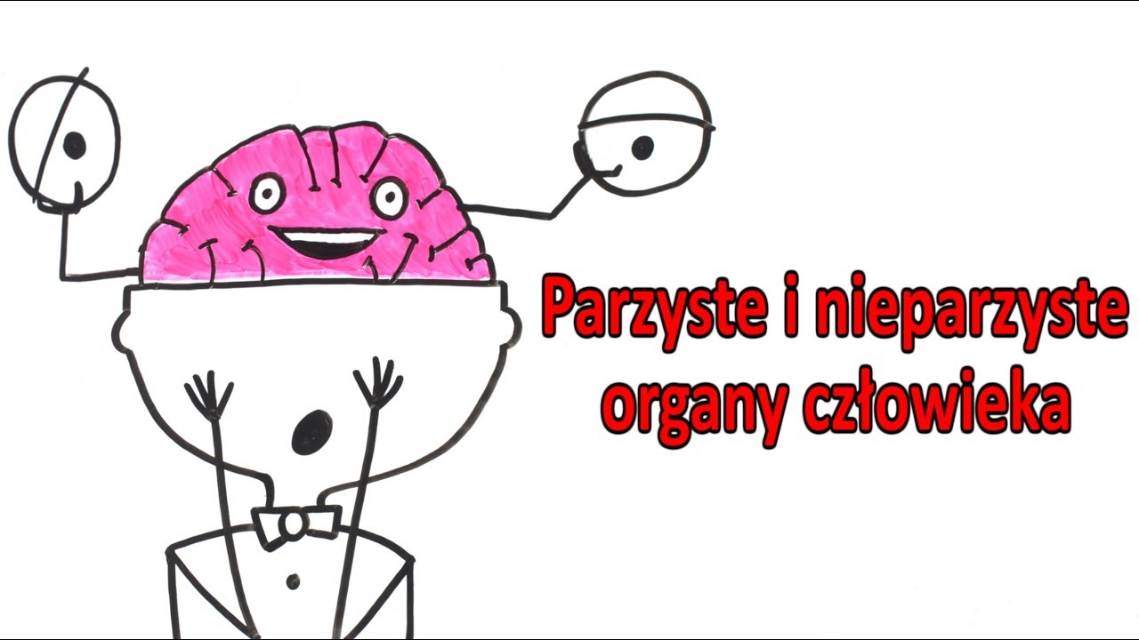 Dlaczego niektóre organy człowieka są podwójne, a inne - w jednym egzemplarzu?