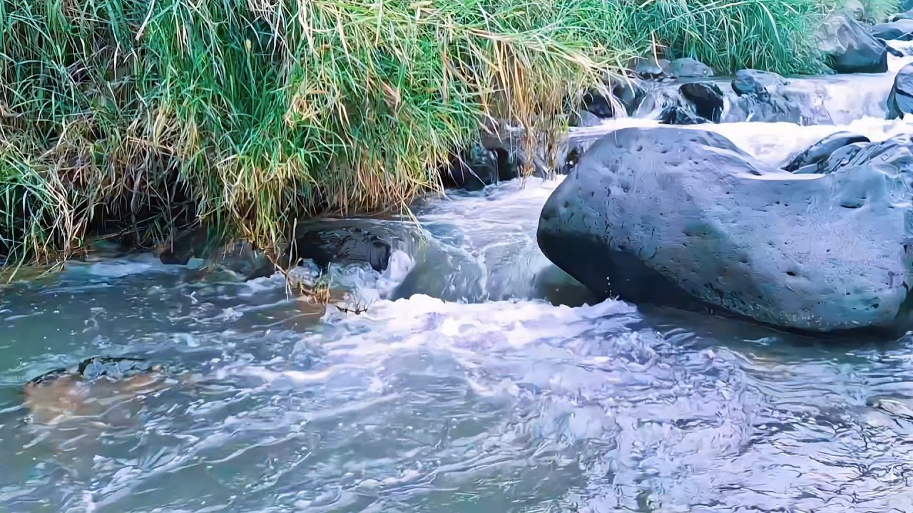 Forest River Ambience for Inner Stillness