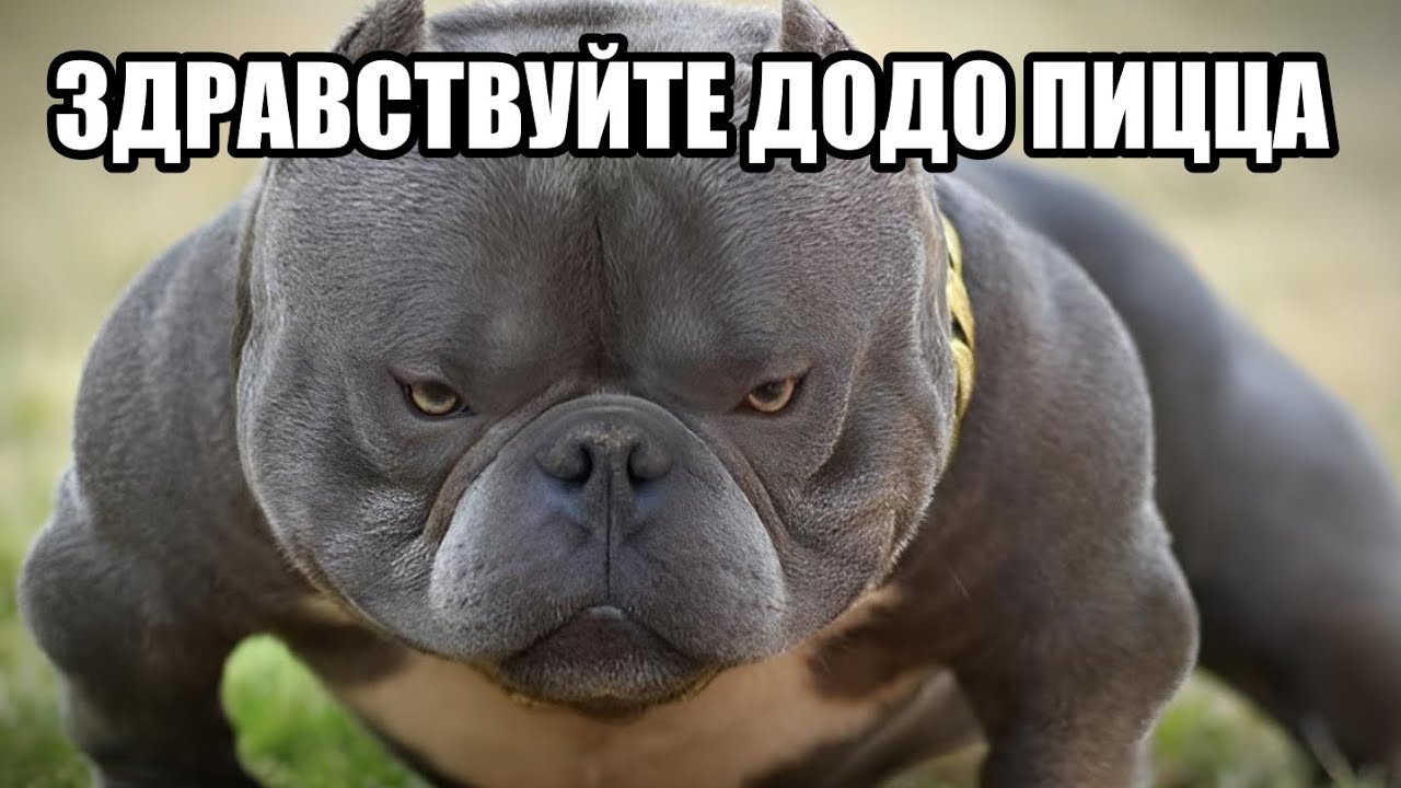 ЗДРАВСТВУЙТЕ ДОДО ПИЦЦА 