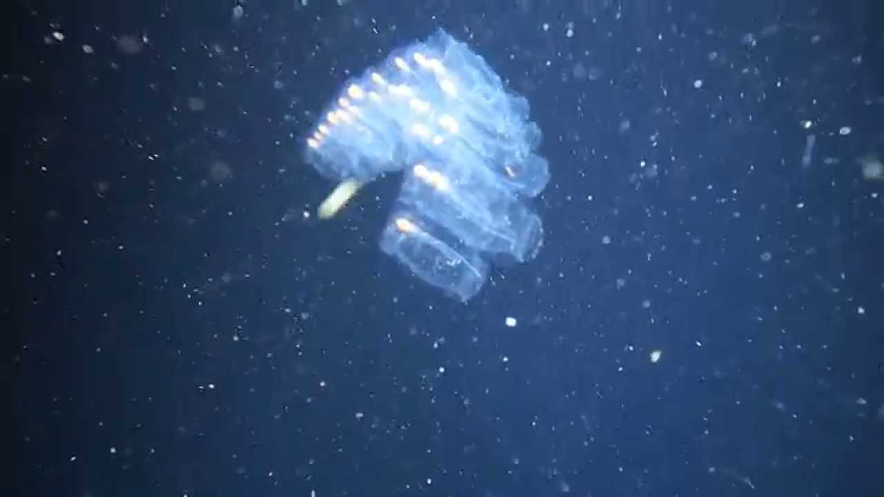 sea salps jellyfish sharm