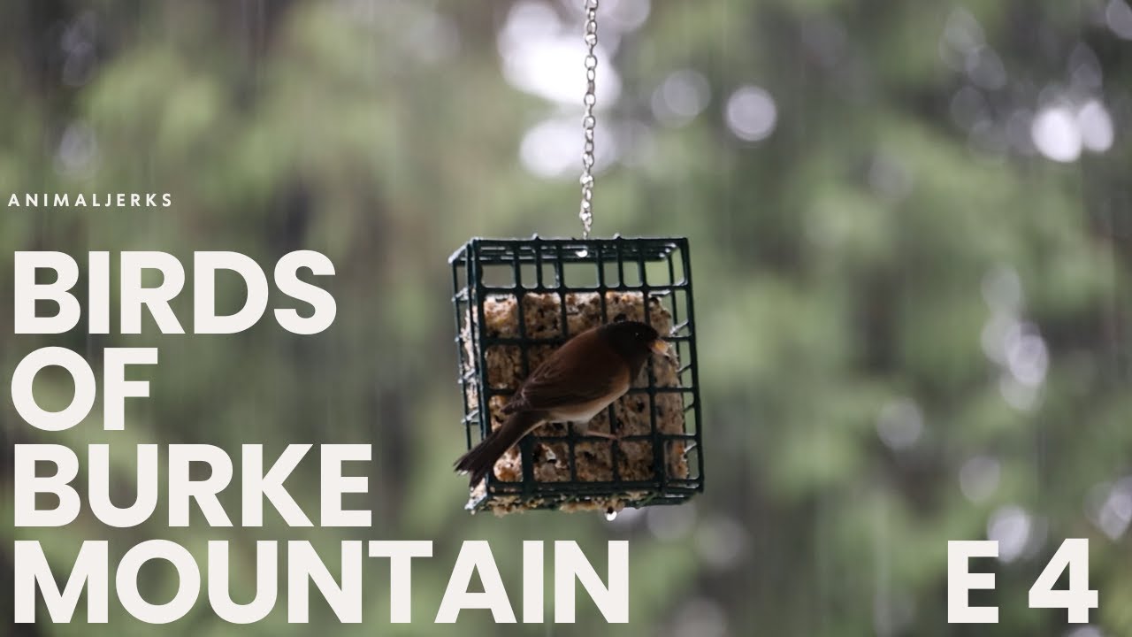 Birds of Burke Mountain, Episode 4, Juncos Own Carnival Ride 