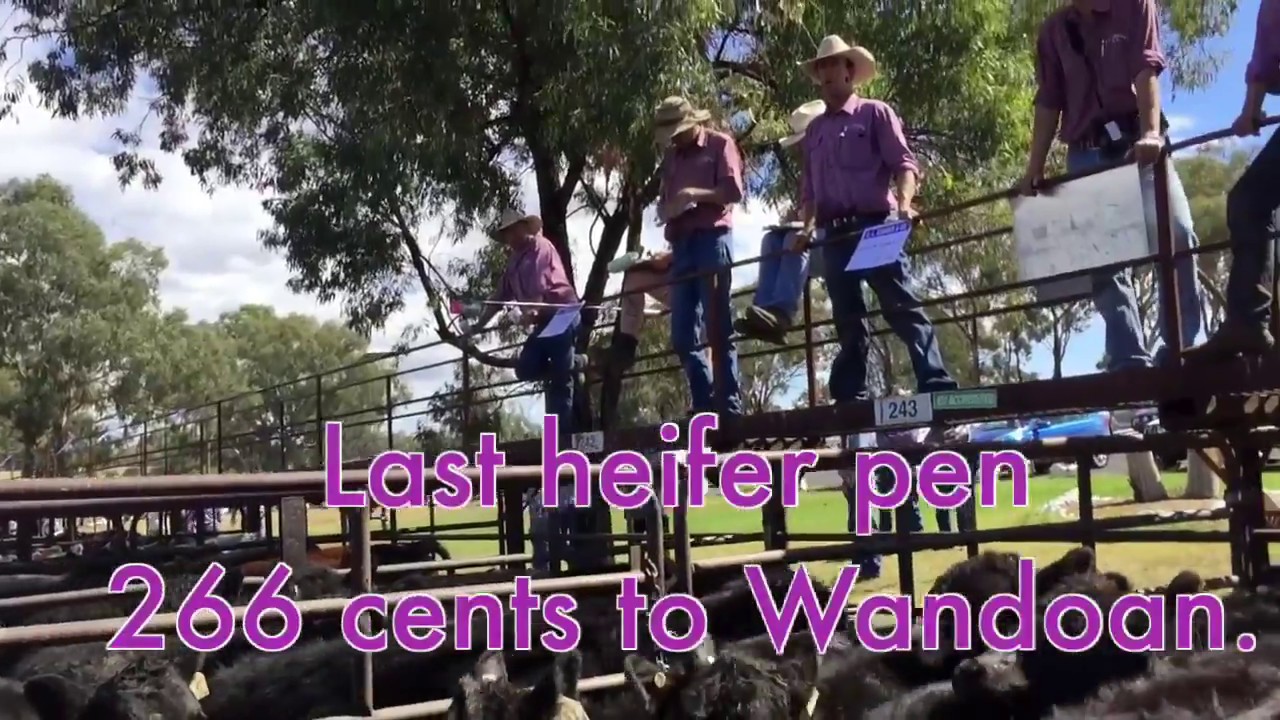 Inverell Premier Weaner Cattle Sale 190418