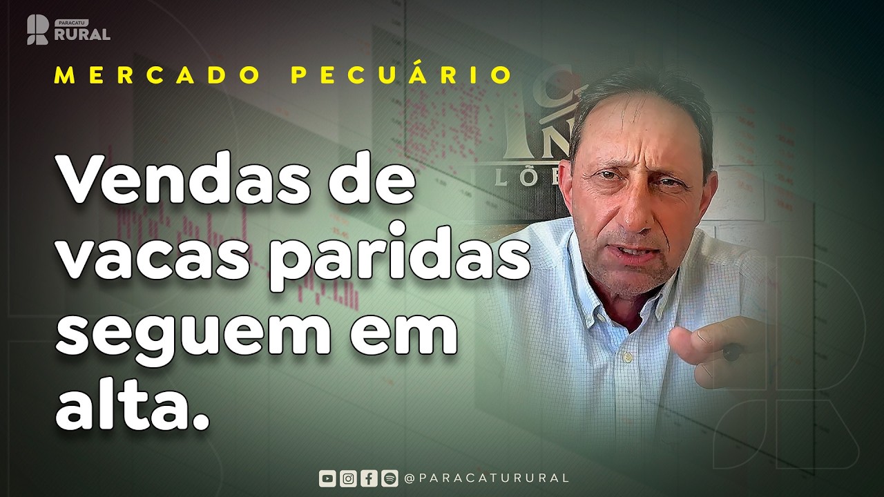 Vendas de vacas paridas seguem em alta.