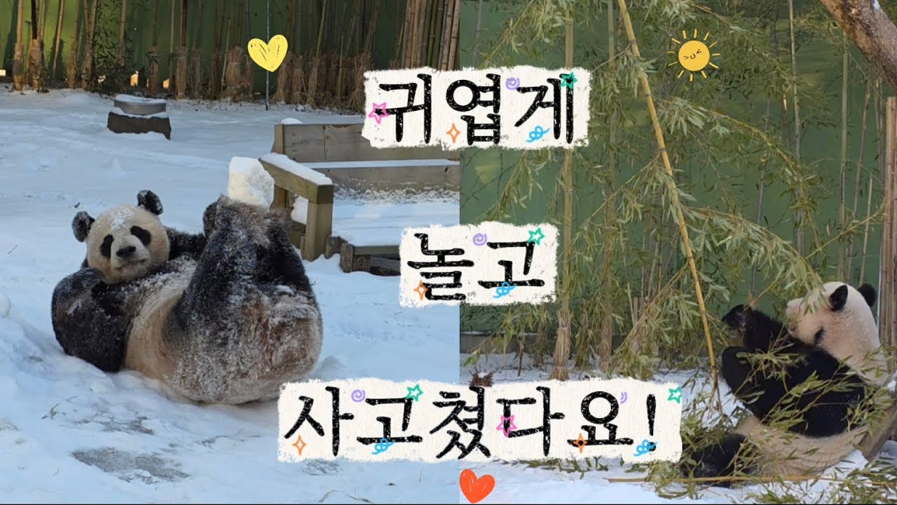 2026.02.02. 러바오 오후 야외 방사장에서는