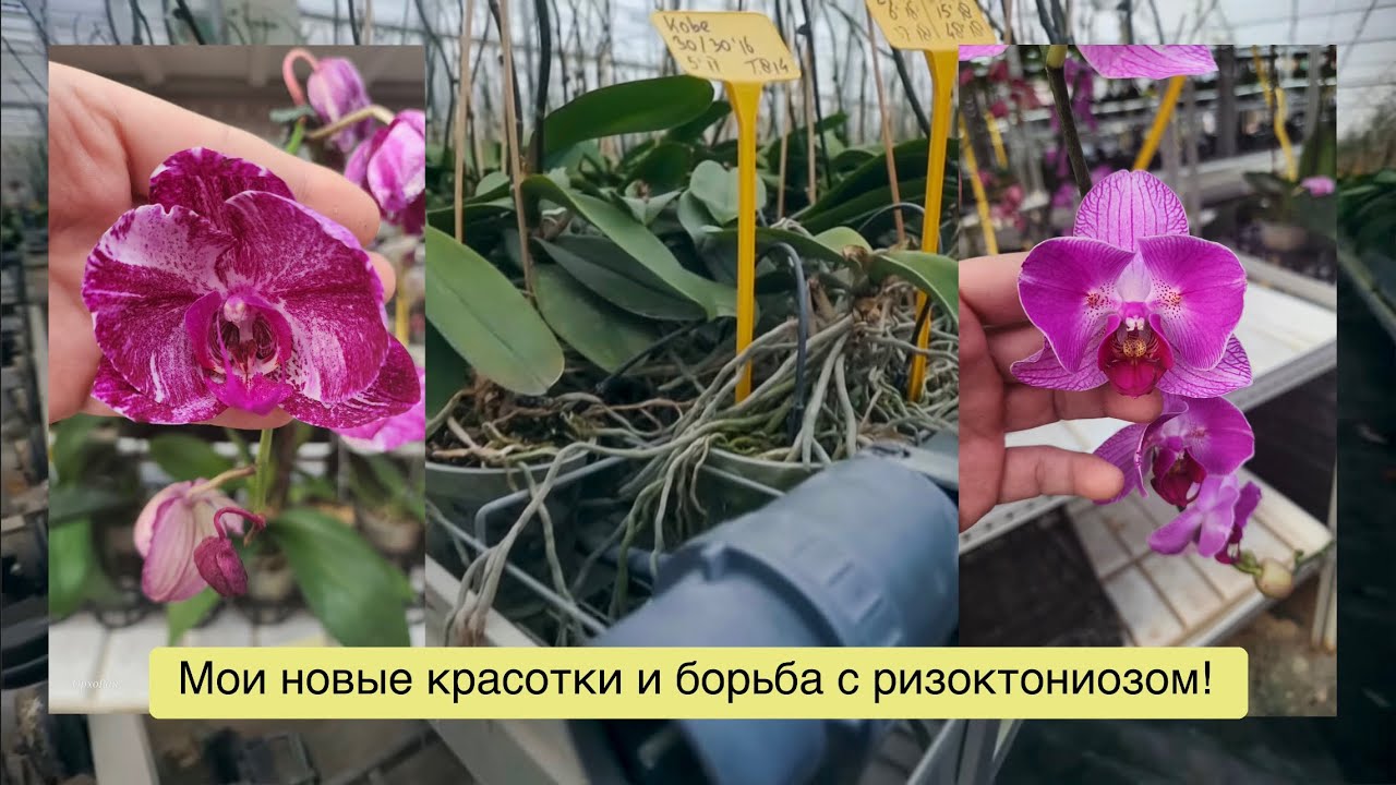 СДЭК потерял мои фунгициды и я купила редкие бабочки, чтобы утешить себя! 😢🤷🏼‍♀️😡