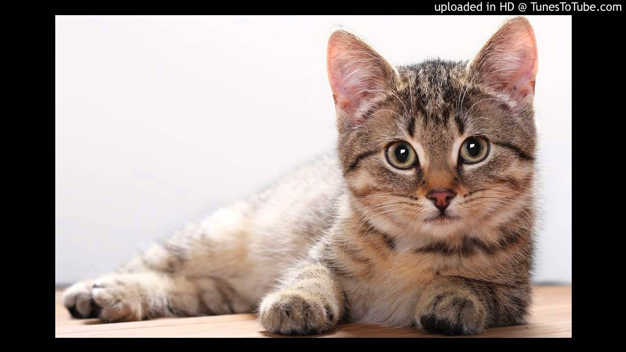 Ago Niglas - Tule s&uuml;lle, kassiema