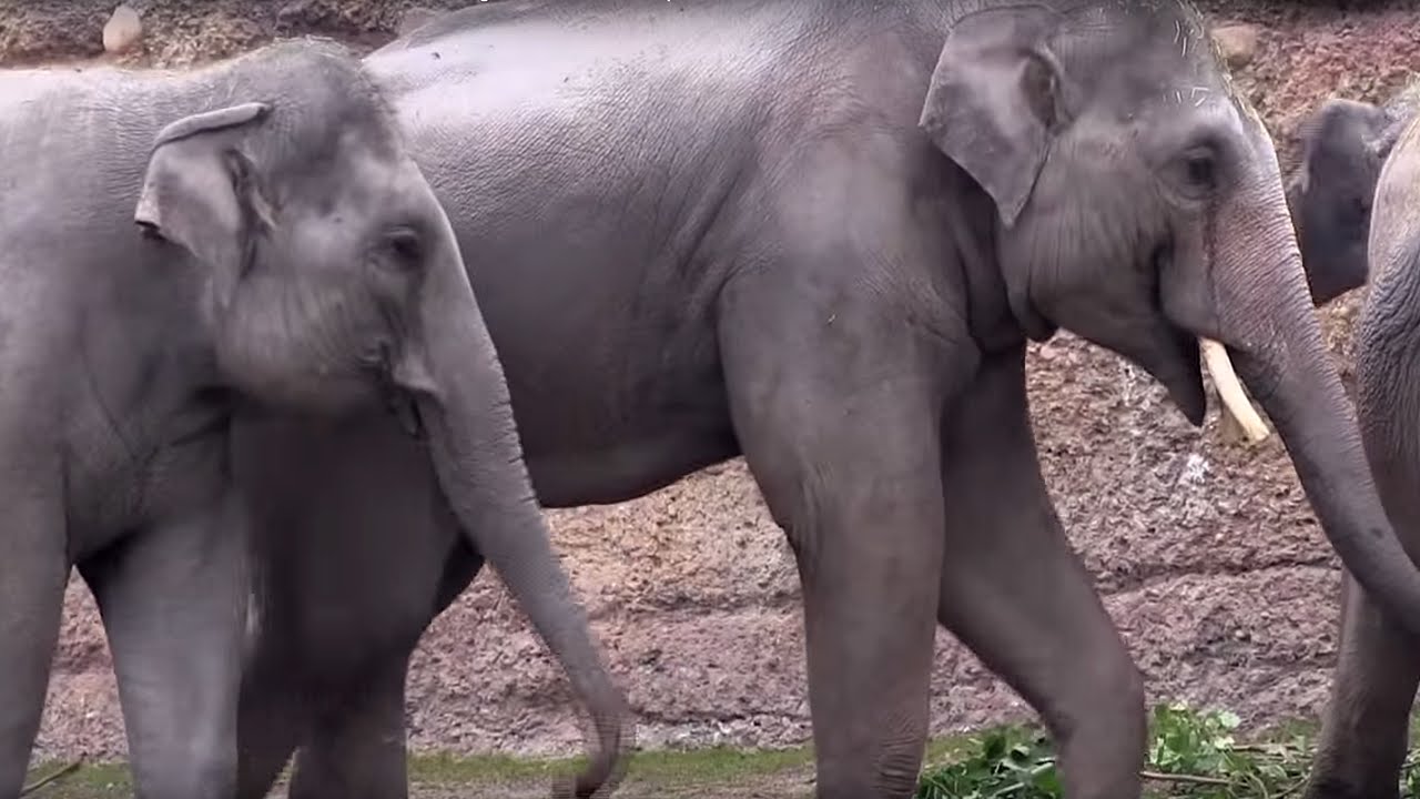 Zoo Z&uuml;rich: Elefantenbulle Thai erkundet den Kaeng Krachan Elefantenpark