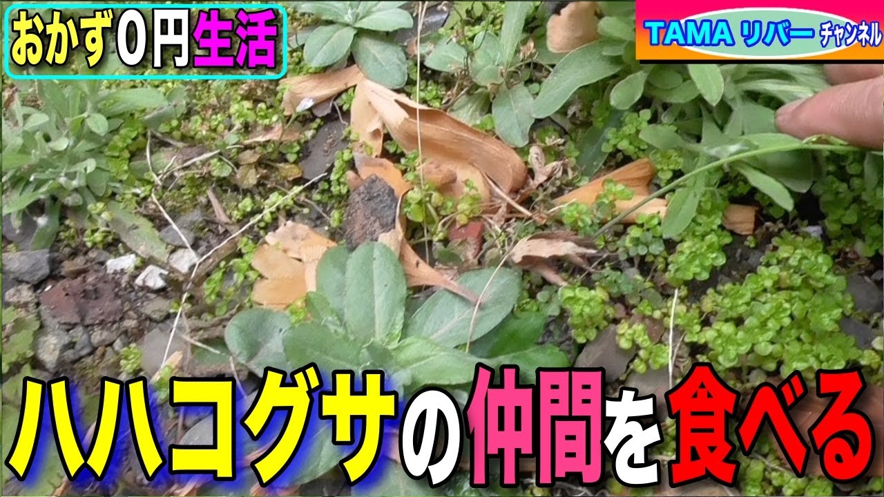 【おかず０円生活】ハハコグサの仲間を食べる。ウラジロチチコグサなど&hellip;