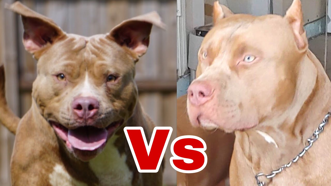 Crop vs Flop DON’T LIE TO YOURSELF | American Bully Ear Cropping