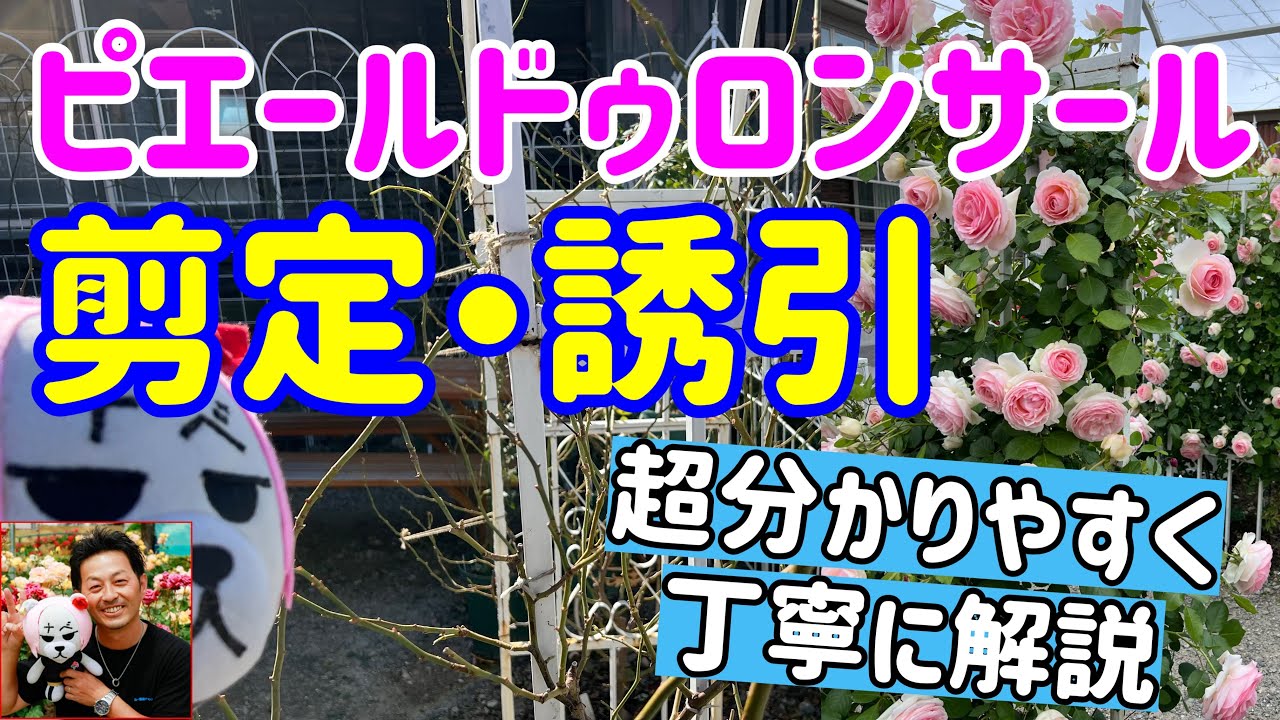 5年連続配信🌹超分かりやすく解説‼️【剪定・誘引】つるバラピエールドゥロンサール🌹