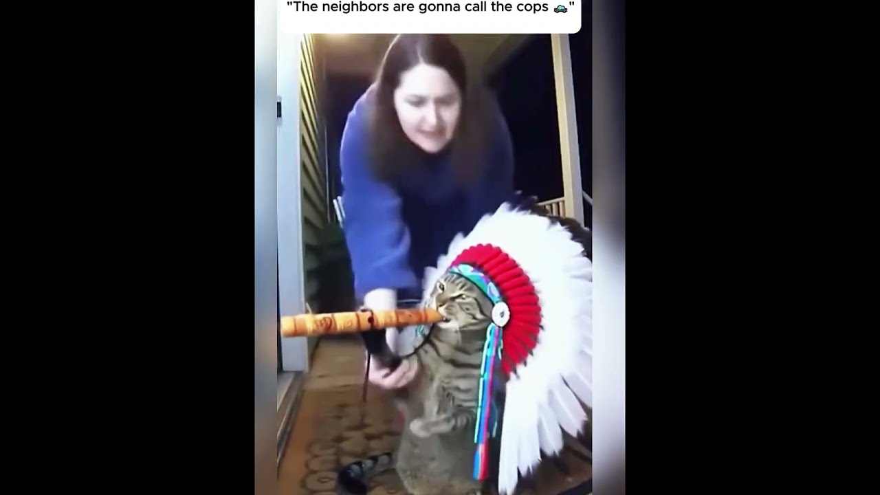 Ring doorbell Cats Playing music Instruments - #ringdoorbell