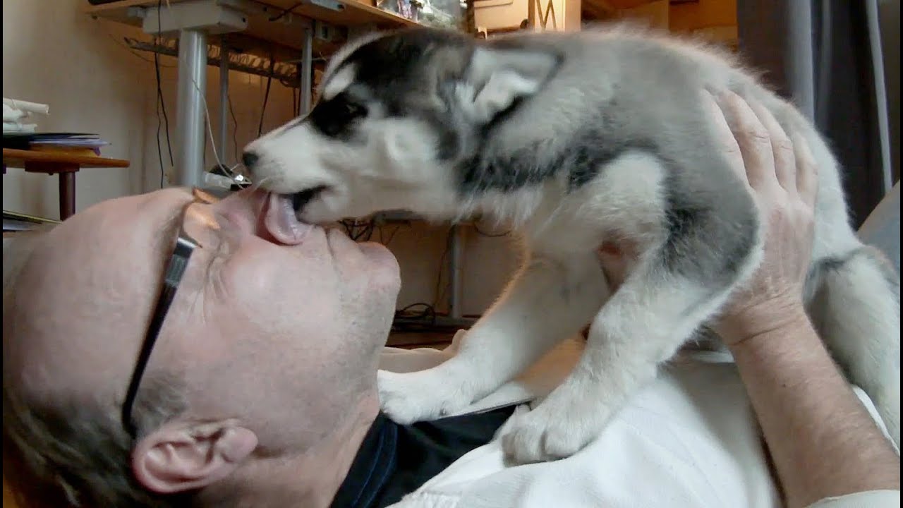 very cute puppy of Siberian Husky. Best dog in the whole world #Lihkku #Siberian Husky Lihkku