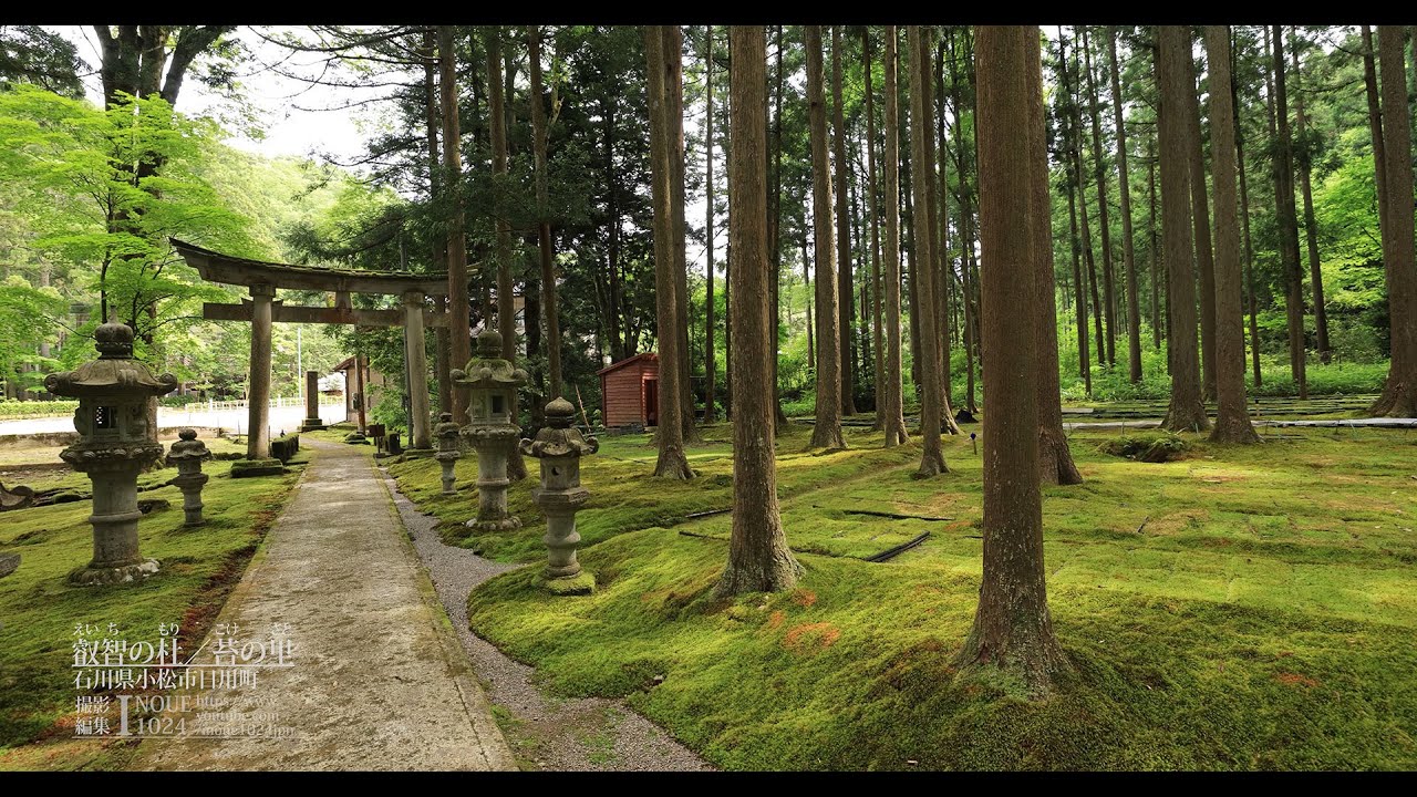 [石川]叡智の杜／苔の里[UHD8K顔声曲無] - Eichi Forest , moss garden