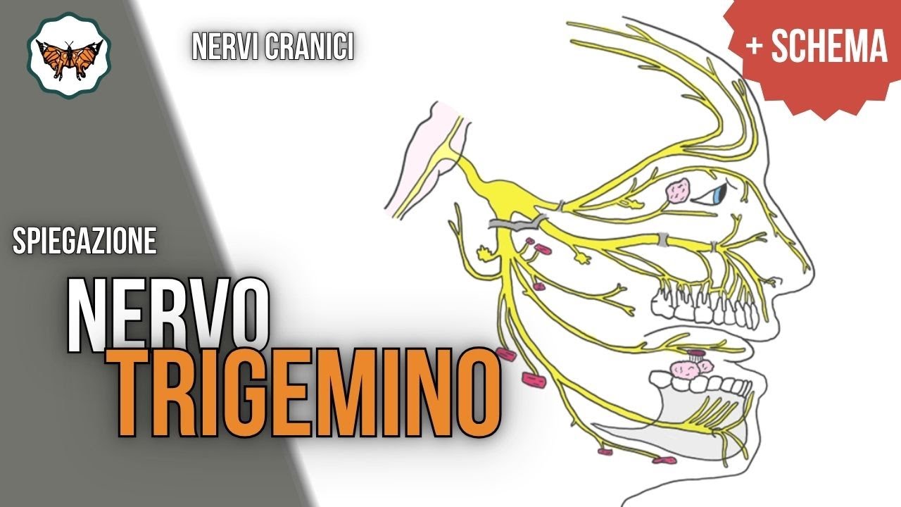 Nervo trigemino - V N.C. | Nervi cranici