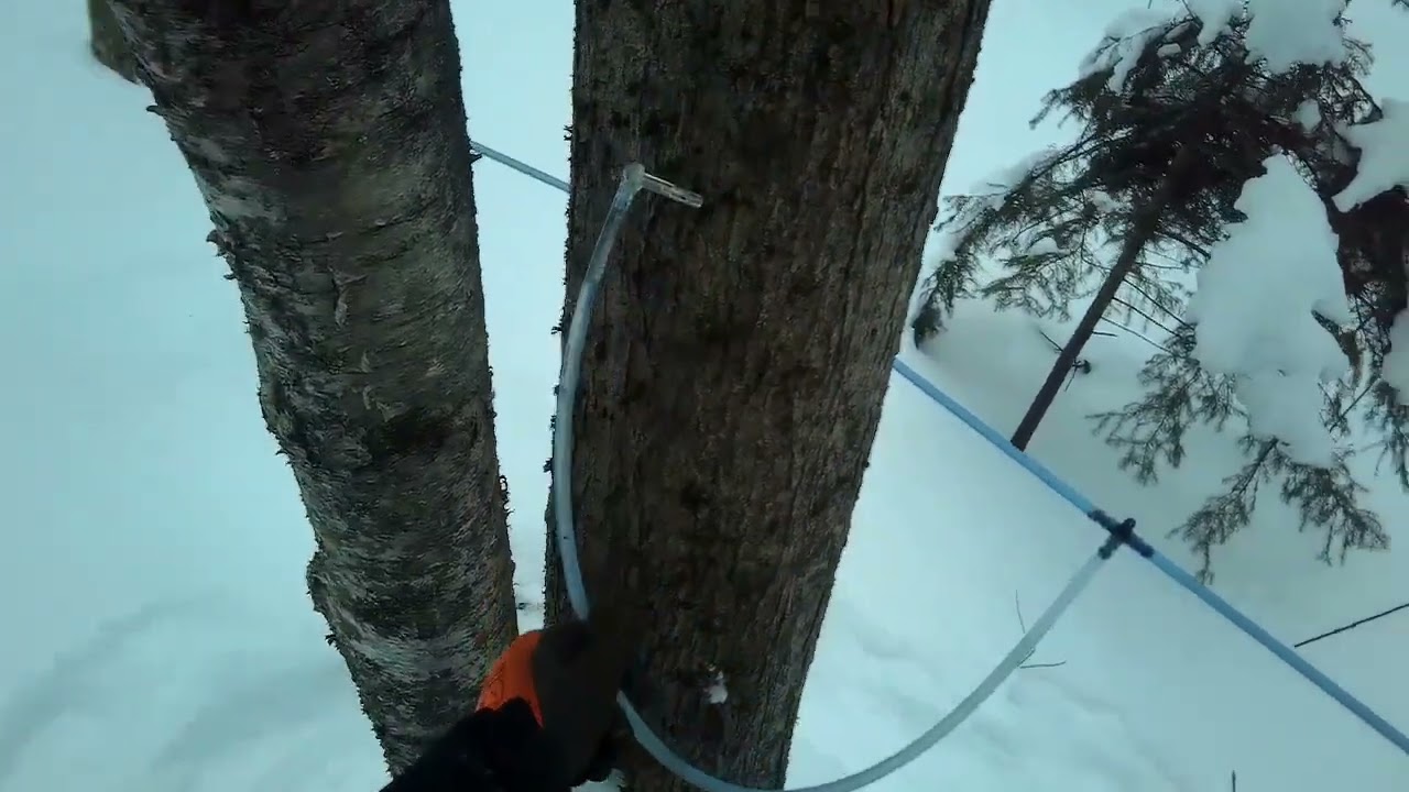 Tapping maple trees - first tree is dead, second tree is good