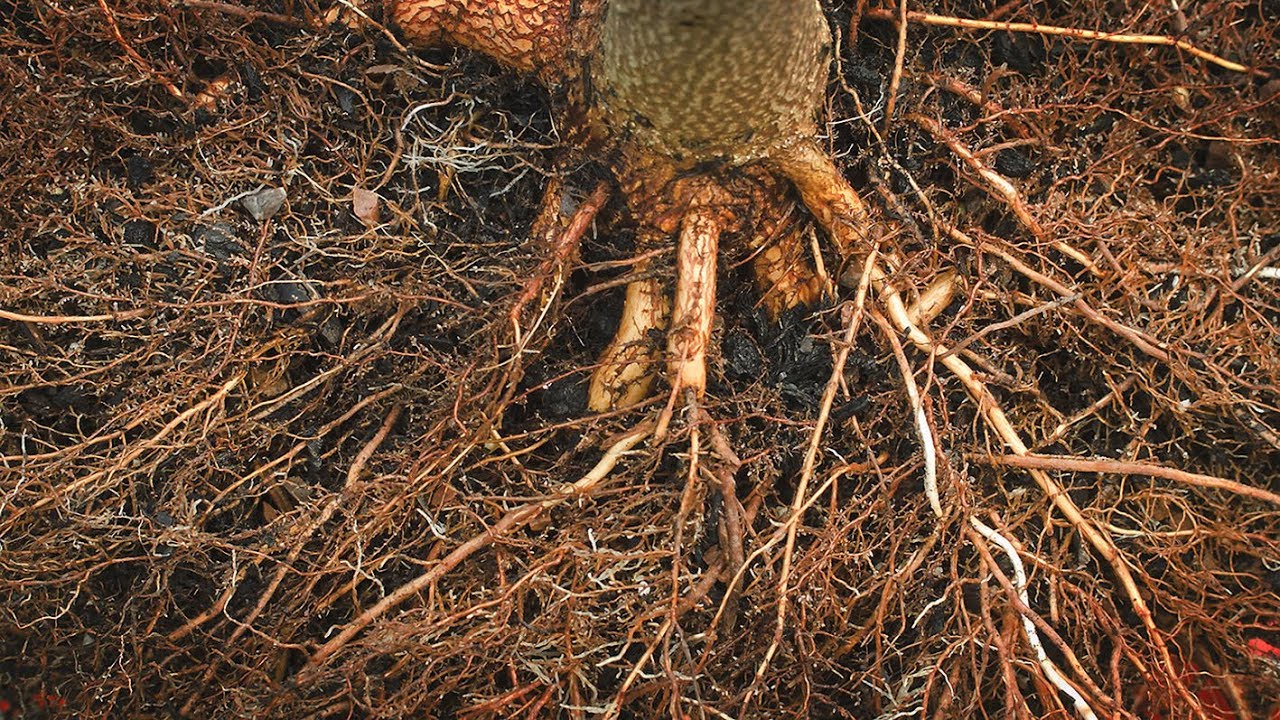 Root Wash