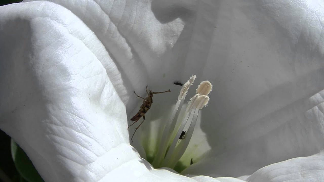 Nature's altar