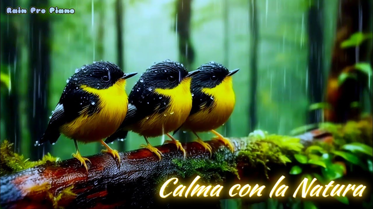 🌌 Notte piovosa in foresta con melodie al pianoforte e suoni naturali per sogni sereni e profondi