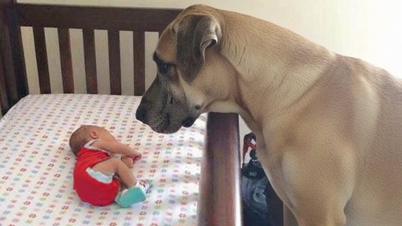 Big Dogs Prove They’re Truly the Best Babysitters🐶👶❤️ Dogs and Babies