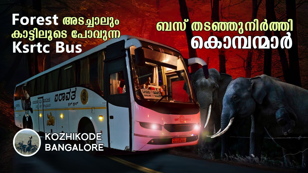Kozhikode to Bangalore Night Bus | ബസ് തടഞ്ഞുനിർത്തി കൊമ്പന്മാർ | Ksrtc bus trip | Airavat | free20