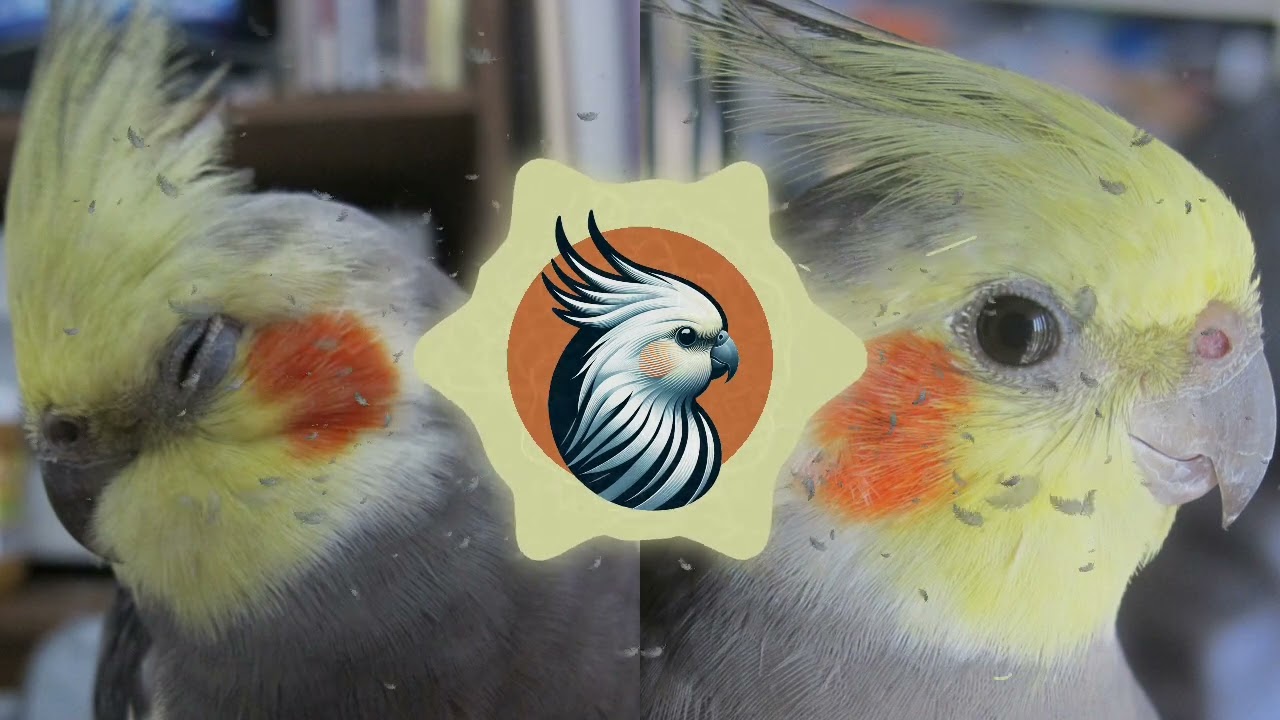 Maui's Song